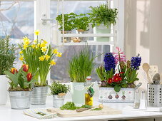 Spring window with herbs: Hyacinthus (Hyacinths), Narcissus