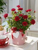 Rose chinese (rose) in enamel bucket