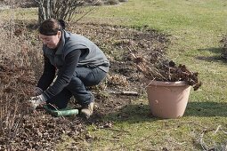 Frau schneidet Sedum telephium (Fetthenne) im Frühling zurück