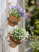 Crocus vernus 'Striped Beauty' (Krokusse) und Galanthus nivalis