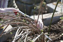 Woman cutting faded Jasminum nudiflorum (winter jasmine)