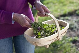 Spank basket with collected wild herbs