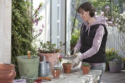 Frau sprüht frisch gesteckte Stecklinge von Pelargonium peltatum