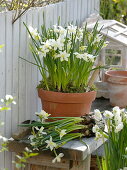 Narcissus 'White Tete a Tete' (Narcissus) in clay pot