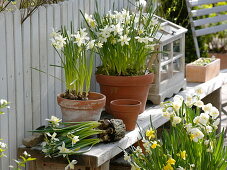 Narcissus 'White Tete a Tete', 'Bridal Crown' (Daffodils) in clay pot
