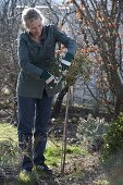 Remove winter protection from rose trunk and prune back