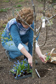 Frau pflanzt Scilla (Blausternchen) auf die Baumscheibe
