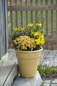 Erysimum Rysi (Goldlack) und Primula Belarina 'Buttercup Yellow'