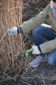 Frau schneidet Miscanthus (Chinaschilf) im März zurück