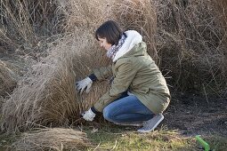 Frau schneidet Pennisetum (Federborstengras) im März zurück