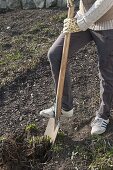 Frau teilt Aster novi-belgii (Glattblattaster) mit Spaten