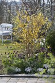 Frühlingsbeet: Forsythia 'Weekend' (Goldglöckchen), Tulipa 'Negrita'