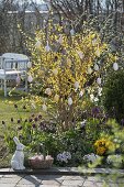 Frühlingsbeet: Forsythia 'Weekend' (Goldglöckchen) mit Eiern geschmückt