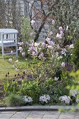 Spring border with magnolia