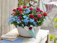 Rosa (Topf-Röschen) und Myosotis 'Myomark' (Vergißmeinnicht)