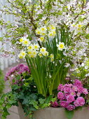 Narcissus 'Minnow' (Daffodils), Primula 'Romance' (Double Primroses)