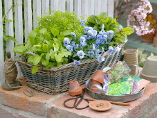 Herb basket and edible flowers in springtime