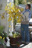 Forsythia 'Weekend' (Goldilocks) grown as a stem