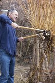Man cuts back Salix (pollard willow) in spring