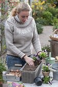 Im Herbst Korbkasten für den Frühling bepflanzen (3/5)