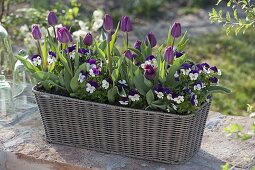 Planting a basket box for spring in autumn