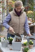 Im Herbst Blumenkasten für den Frühling bepflanzen (2/5)