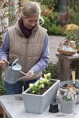 Im Herbst Blumenkasten für den Frühling bepflanzen (4/5)