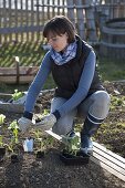 Frau pflanzt Jungpflanzen von Kohlrabi (Brassica) ins Beet