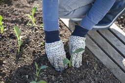 Frau pflanzt Jungpflanzen von Kohlrabi (Brassica) ins Beet