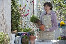 Frau teilt Oregano und topft neu wieder ein