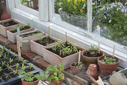 Sämlinge von Gemüse in Aussaat-Schalen und Töpfen am Gewächshaus-Fenster
