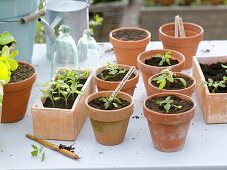 Sowing, pricking out and potting tomatoes