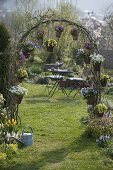 Spring-flowering plants in pots hanging from a rose arch