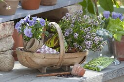 Basket with flowering savory (Satureja) and Viola cornuta