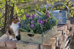 Tulipa 'Lilac Star' (gefüllte Tulpen) und Myosotis 'Myomark'