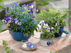 Viola cornuta (Hornveilchen), Myosotis 'Myomark' (Vergißmeinnicht)