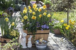 Holztröge mit Narcissus 'Cairngorm' gelbweiß, 'Delibes' gelborange (Narzissen