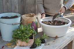 Plant tulip bulbs and forget-me-nots in bowls in autumn
