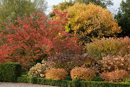 Notting Hill House - autumn border with Prunus (ornamental cherry), Hydrangea paniculata 'Annabelle', 'Grandiflora' (hydrangea), Spiraea japonica 'Golden Princess' (Japanese dwarf spirea) - behind hedge of Buxus (boxwood).