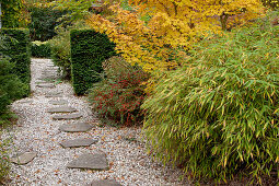 Noun: Kies-Weg mit Trittsteinen, Sinarundinaria (Bambus), Acer palmatum 'Sango Kaku' (Japanischer Fächerahorn), Cotoneaster horizontalis (Fächer-Zwergmispel) mit roten Beeren