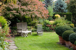 Noun: bench and lounger under Acer (maple) on the lawn, terracotta pots with Buxus (boxwood balls)