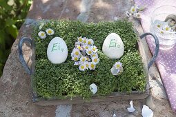 Blüten von Bellis (Gänseblümchen) in Eiform gelegt zwischen Ostereiern