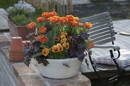 Tulipa 'Orange Princess' (Tulpen), Heuchera 'Amethyst Myst'