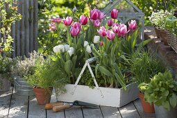 Tulipa 'Ollioules', 'Arctic' (Tulpen), Schnittlauch (Allium schoenoprasum)