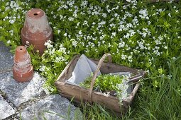 Blühender Waldmeister im Beet und im Korb