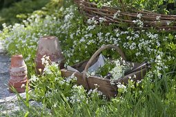 Flowering woodruff in the bed and basket