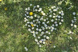 Herz aus Bellis (Gänseblümchen) in den Rasen geschnitten