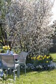 Blühende Amelanchier (Felsenbirne) mit Narcissus (Narzissen), Tulipa