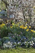 Blühende Amelanchier (Felsenbirne) mit Narcissus (Narzissen)