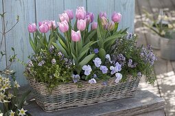 Basket with Tulipa 'Evening Breeze' (tulips), thyme (Thymus)